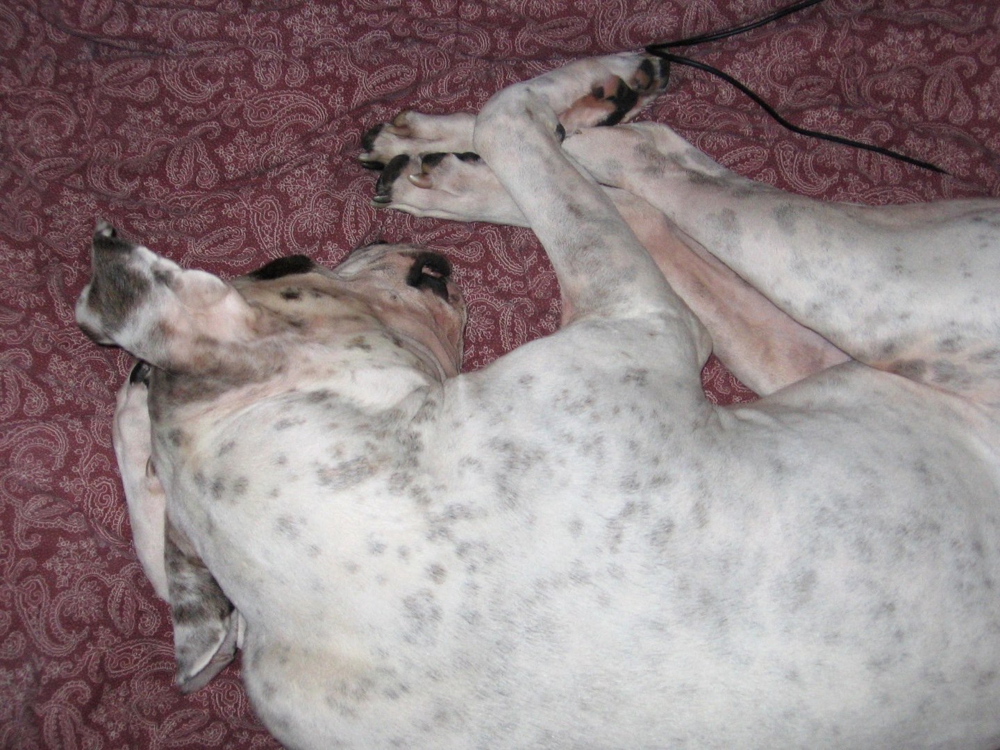 Belly-up was a default position.