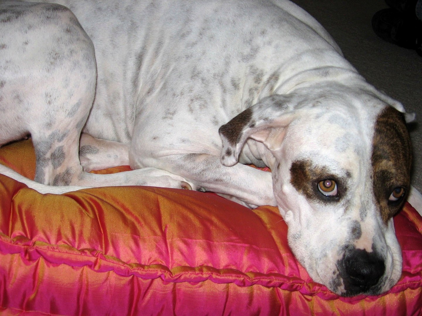 The pink pillow stayed. She loved that pillow.