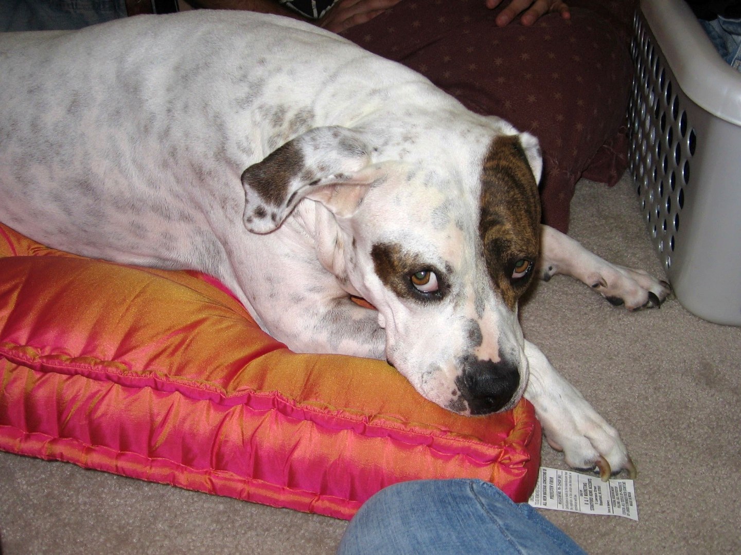Pink pillow, again.