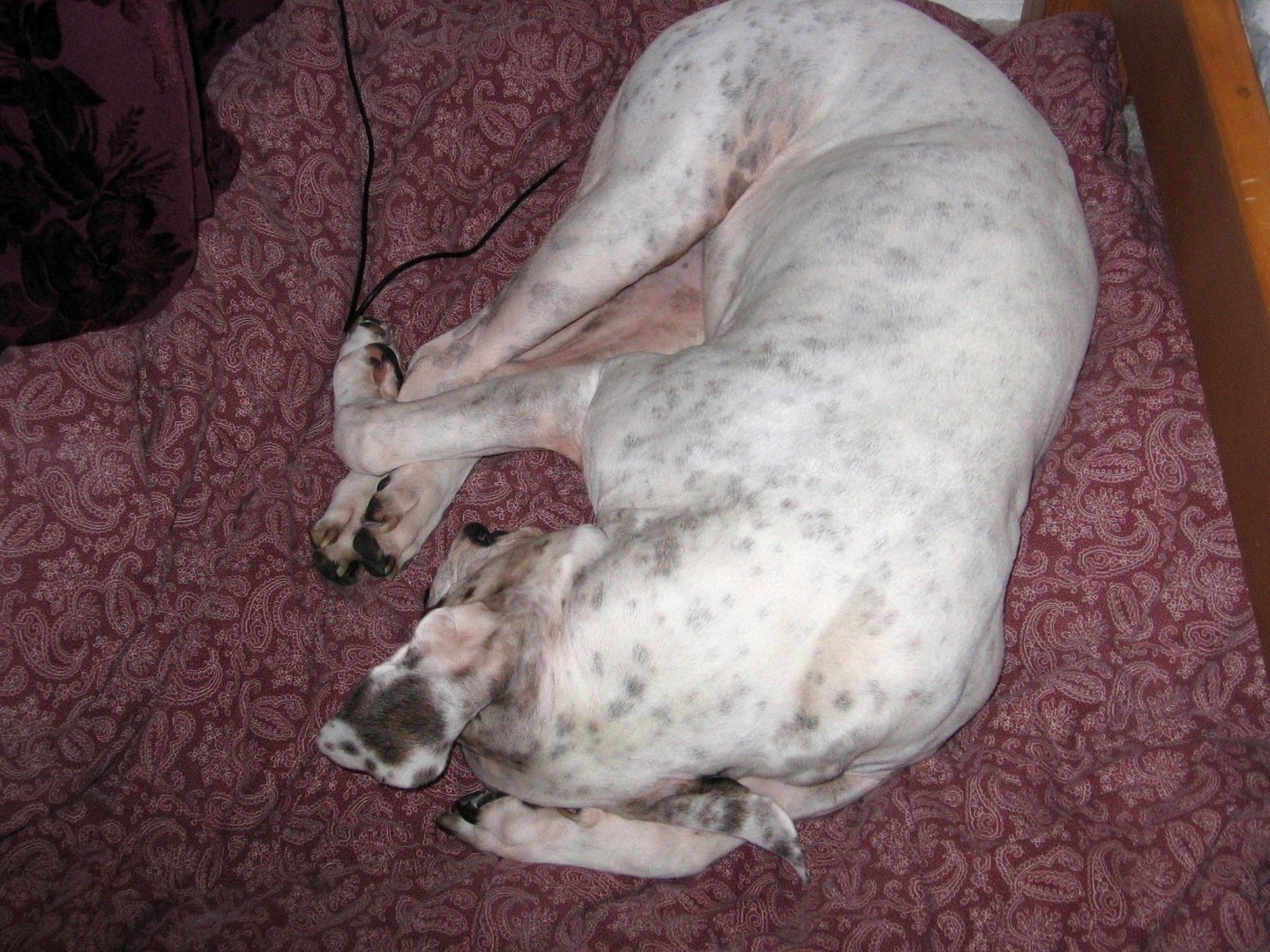 Sleeping. Often loudly.